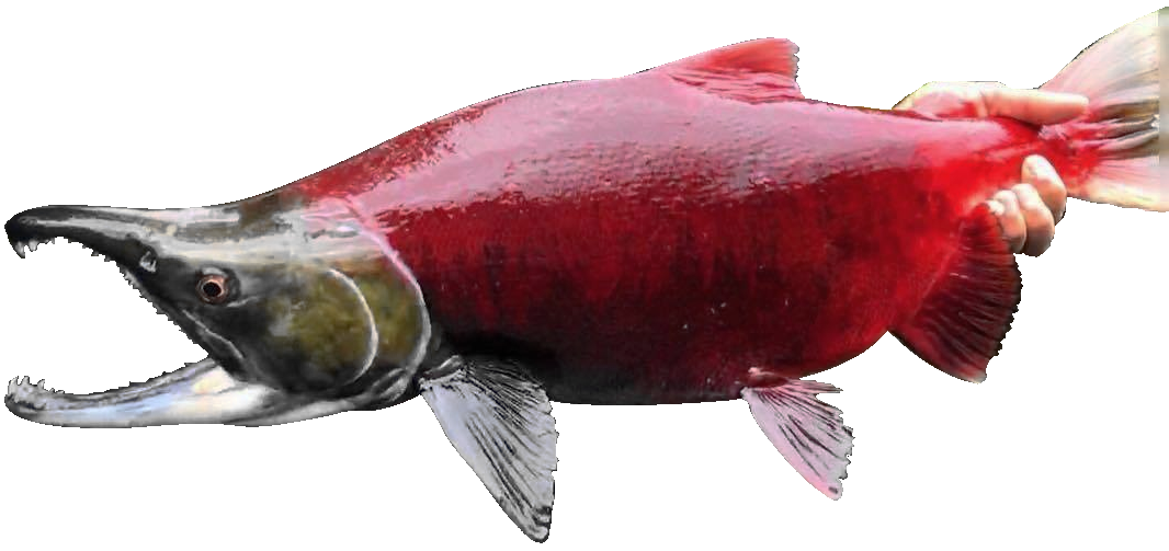 Sockeye Salmon
